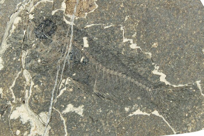 Oligocene Fossil Percoid Fish (Oligoserranoides) - Poland #320639